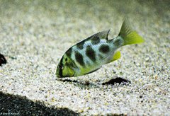 Nimbochromis Venustus f1