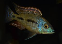 Lethrinops Lethrinus