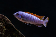 Labeotropheus trewavasae Thumbi West samiec.jpg