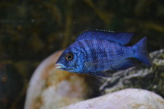 Placidochromis Mdoka White Lips