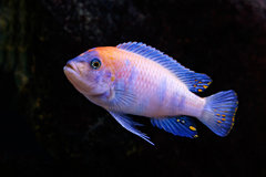 Metriaclima estherae MC/OB samiec.jpg