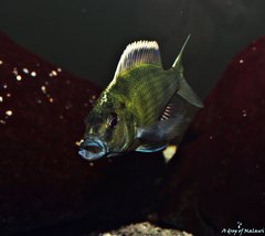 Nimbochromis Venustus f1 11 cm