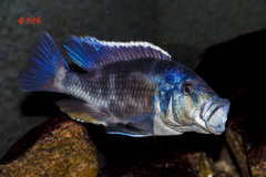 Nimbochromis livingstonii