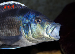 Nimbochromis livingstonii