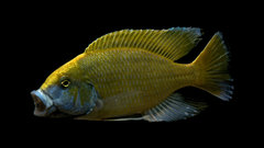 Nimbochromis venustus