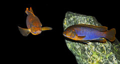 Iodotropheus sprengerae