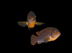 Iodotropheus sprengerae