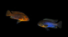 Iodotropheus sprengerae