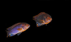 Iodotropheus sprengerae