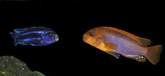 Pseudotropheus Cyaneorhabdos Maingano i  Iodotropheus sprengerae.