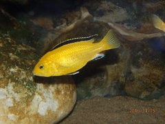 Więcej informacji o „Labidochromis caeruleus”
