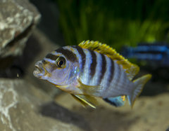 Obsada Czarnej Perły Malawi II - Labidochromis sp. Hongi 