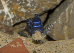 Obsada Czarnej Perły Malawi II - Pseudotropheus Cyaneorhabdos Maingano