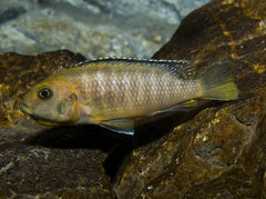 Inkubująca Tropheops Sp. Red Fin