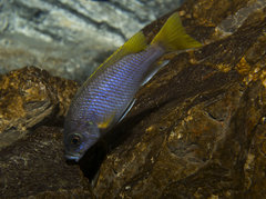 Pseudotropheus Acei Luwala