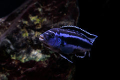 Pseudotropheus cyaneorhabdos samiec.jpg