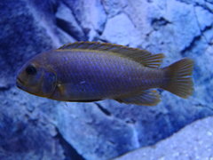 Iodotropheus sprengerae