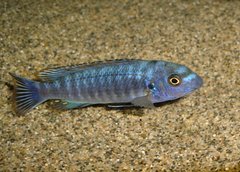 Labeotropheus Trewavasae Thumbi West