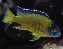 Aulonocara Stuartgranti Blue Neon Undu Reef