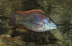 Więcej informacji o „Dimidiochromis Strigatus”