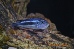 PSEUDOTROPHEUS  CYANEORHABDOS