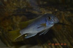 PSEUDOTROPHEUS  ACEI   7cm