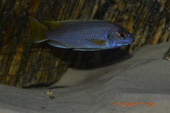 PSEUDOTROPHEUS  ACEI  około 6cm