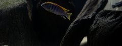 Więcej informacji o „Labidochromis hongi”