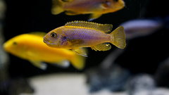 Iodotropheus Sprengerae