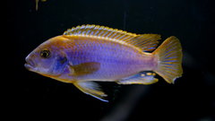 Iodotropheus Sprengerae