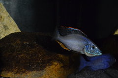 Dimidiochromis Compressiceps