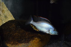 Dimidiochromis Compressiceps