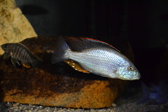 Dimidiochromis Compressiceps