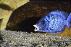 Placidochromis phenochilus (Mdoka)