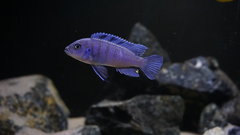 Więcej informacji o „Cynotilapia sp.Hara Gallireya Reef”