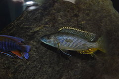 Exochochromis Anagenys