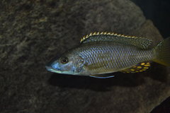 Exochochromis Anagenys