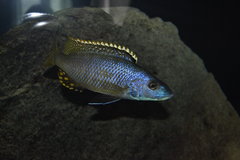 Exochochromis anagenys - samiec 15cm