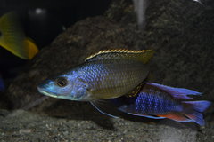 Exoxhoxhromis Anagenys - samiec 15cm