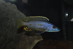 Exochochromis anagenys - samiec 15cm