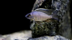 Copadichromis sp. Mbenji Blue