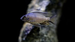 Copadichromis sp. Mbenji Blue