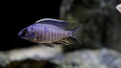 Copadichromis sp. Mbenji Blue