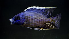 Copadichromis sp. Mbenji Blue