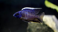 Więcej informacji o „Copadichromis sp. Mbenji Blue”