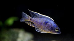 Copadichromis sp. Mbenji Blue