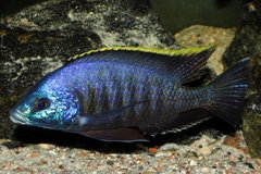 Placidochromis sp. "blue otter" samiec