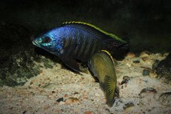 Placidochromis sp. "blue otter"