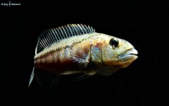 Aristochromis Christyi f1