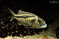 Więcej informacji o „Aristochromis Christyi”